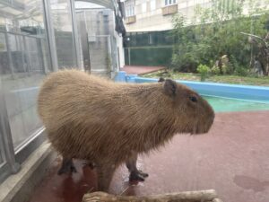 竹島水族館　梅川