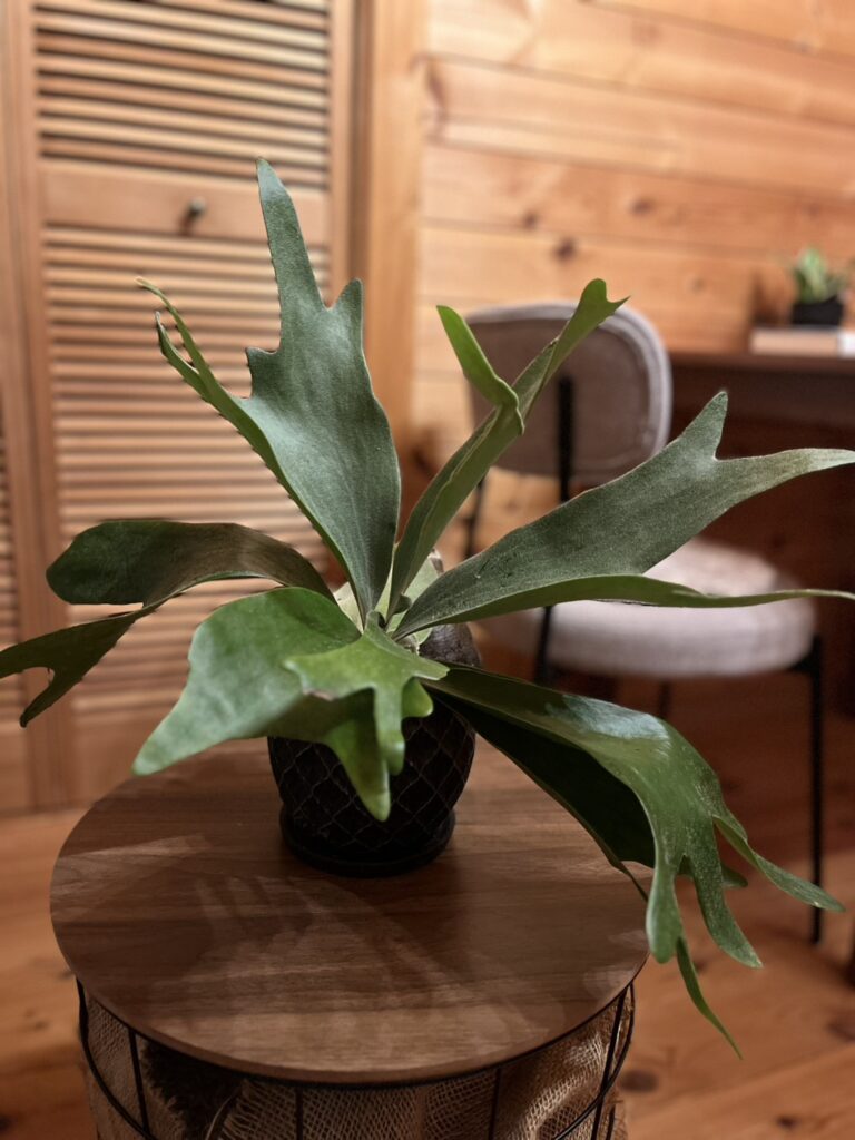 コウモリラン（ビカクシダ）が仲間入り♪　　　　近藤