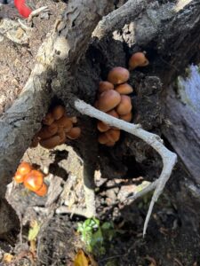 きのこ狩り　　　山田