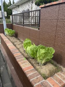 実家の白菜♪　近藤