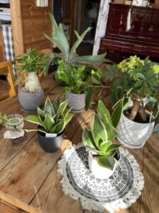 観葉植物の日光浴♪　　近藤