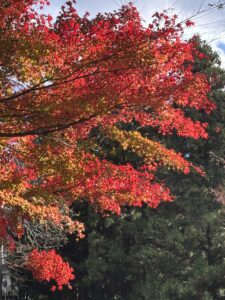 紅葉　　　　山田