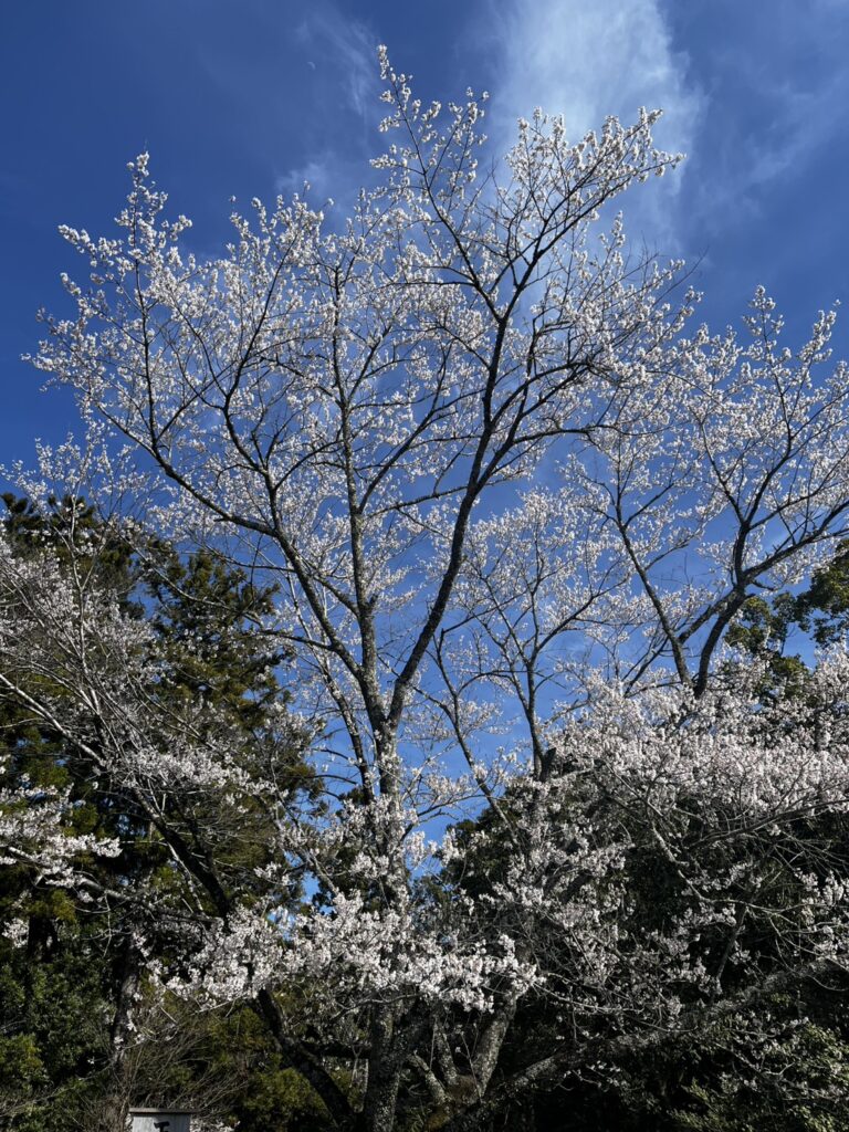 桜♪　　　　近藤