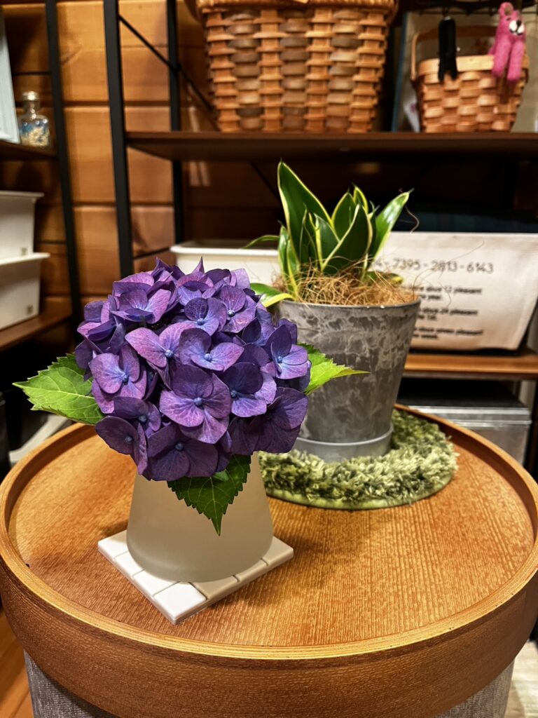 紫陽花♪　　　近藤