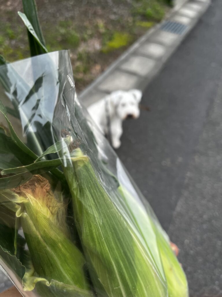 とうもろこし♪　　近藤