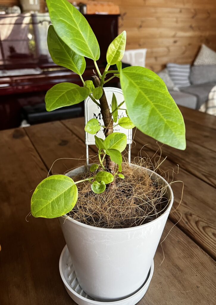 植物の生命力♪　　　　近藤