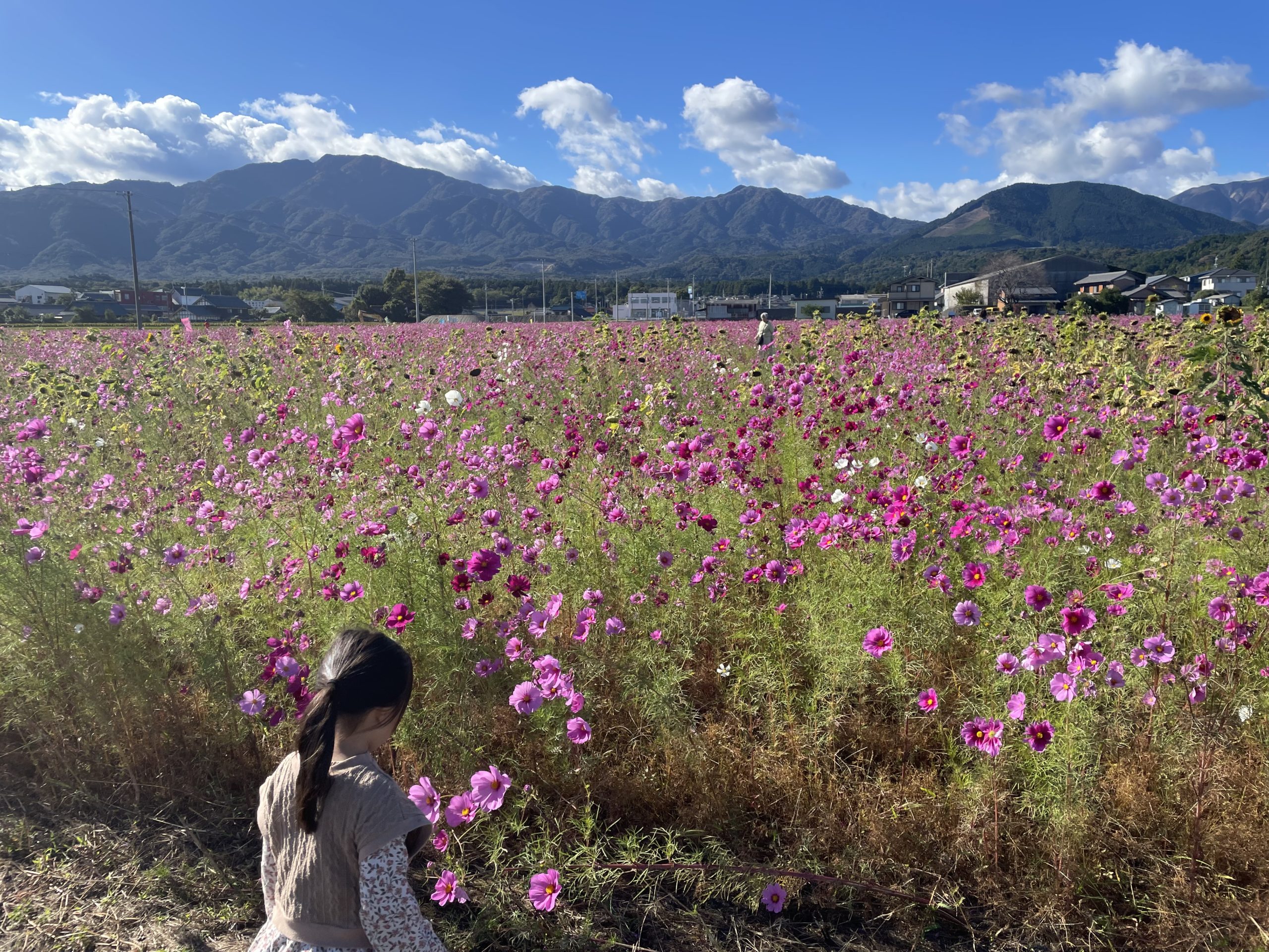 コスモス　梅川